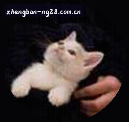 王磊